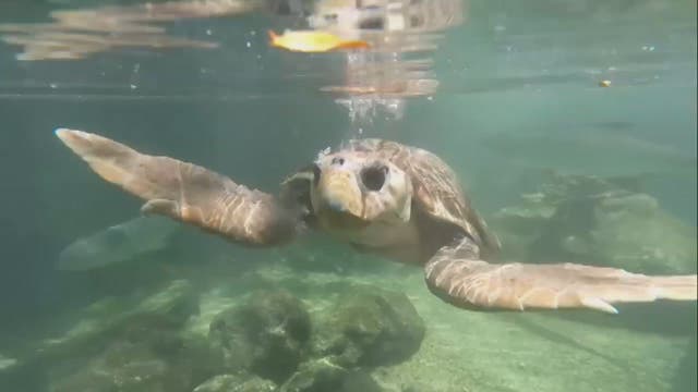 210-pound Loggerhead sea turtle cared for in Key West