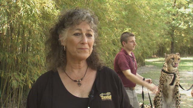 World-renowned cheetah conservationist visits Busch Gardens
