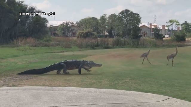 Sandhill cranes lead gator across Orlando golf course