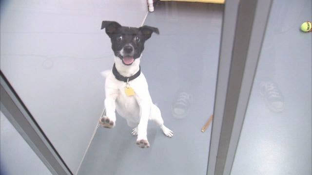 Humane Society of Polk County vying for thousands in grant money