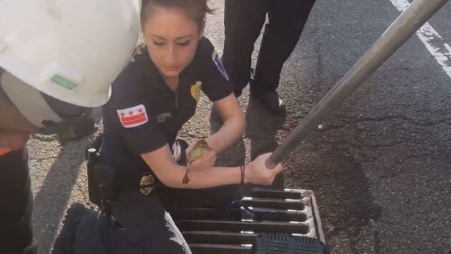 DC first responders rescue 8 ducklings from storm drain
