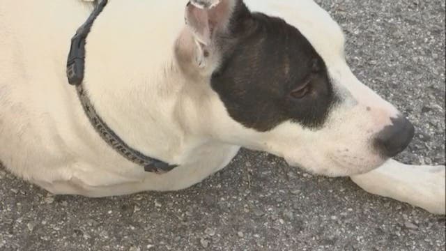 3-legged rescue dog saves owner from fire
