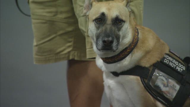 K9 Partners for Patriots helps veterans find peace