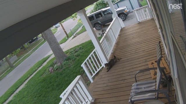 Caught on Camera: Teen attempts to cat-nap feline from porch