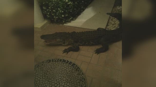 Gator knocks on Wesley Chapel home's front door