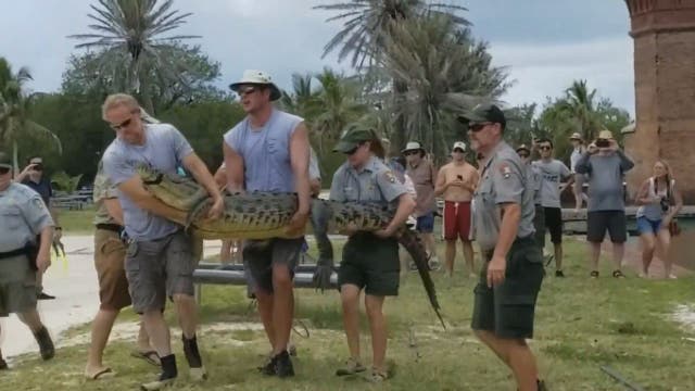 Mysterious crocodile finally relocated from Florida national park