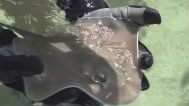 2 stingray pups born at Brevard zoo