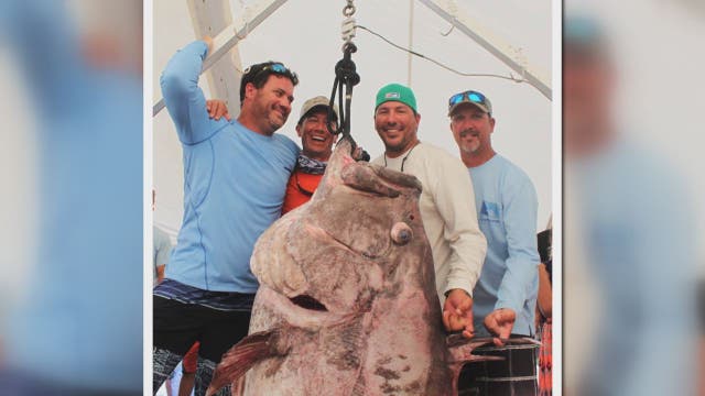 Fishermen snag 347-pound, record-breaking grouper