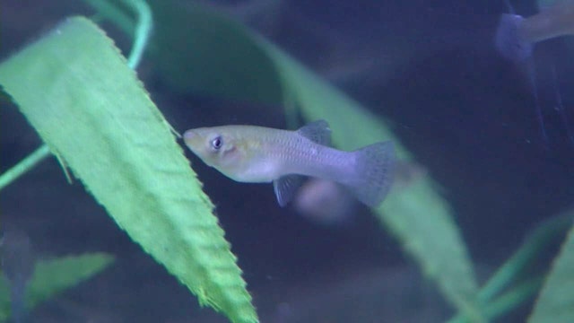 Hillsborough Co. begins free mosquito fish program