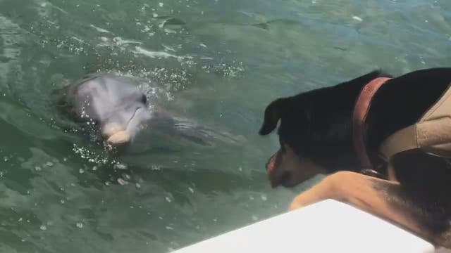 Dog meets dolphin in adorable Florida moment