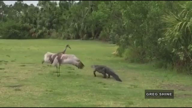 WATCH: Bird wedges self between babies and gator
