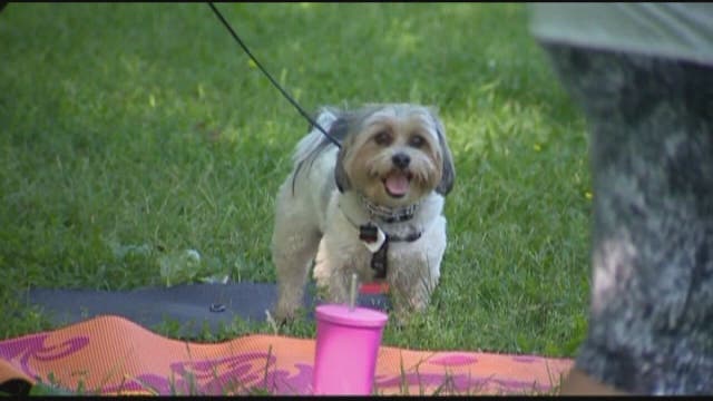 Pets can beat the summer heat with easy safety tips