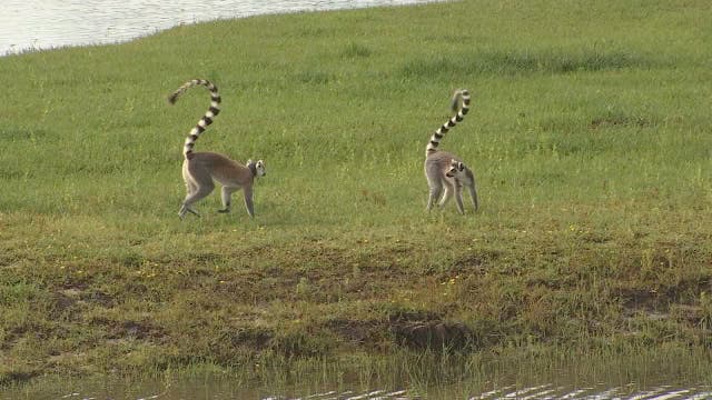 Experience the African safari, animals in Lakeland