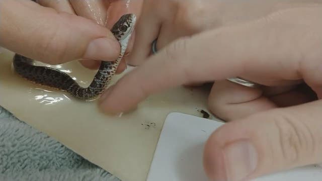 Wildlife sanctuary sends warning about dangers of glue traps