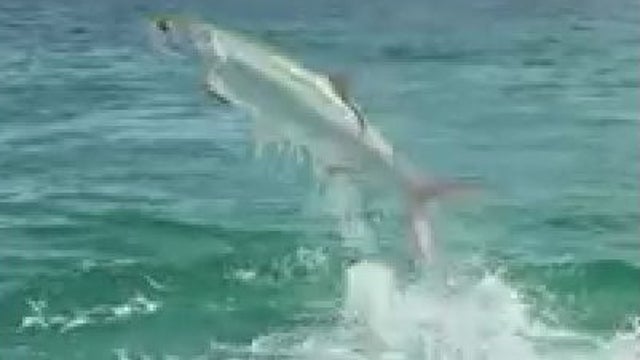 WATCH: Hungry shark chases tarpon in Tampa Bay