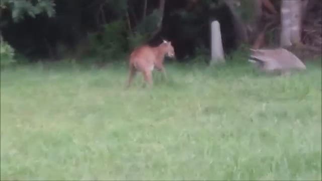 WATCH: Mother raccoon faces off against bobcat in Sarasota