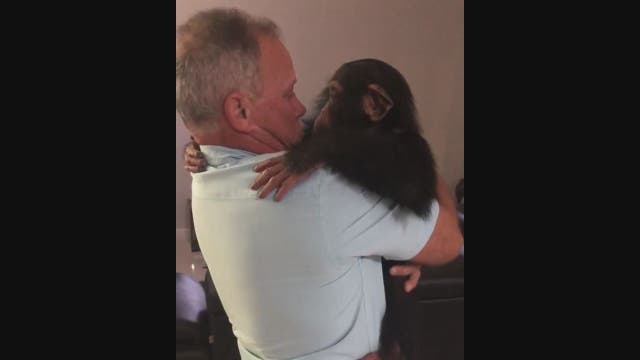 Chimpanzee has emotional reunion with foster parents