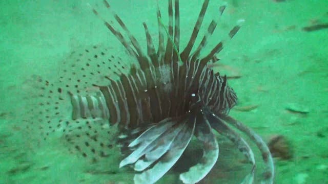 Tagged lionfish could win you $5000