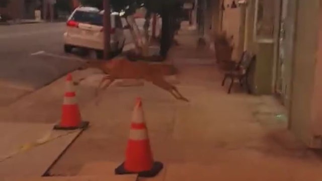 Watch: Deer smash window of Mississippi barber shop