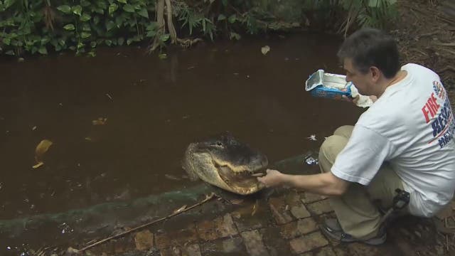 Florida man fights to keep pizza-loving pet alligator 'Gwendolyn'