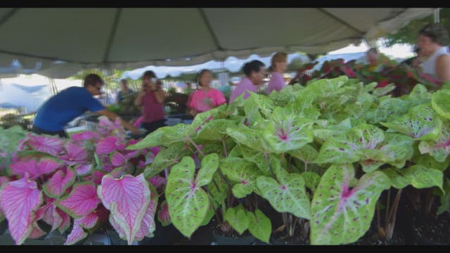 Annual Caladium Festival highlights beauty of plant