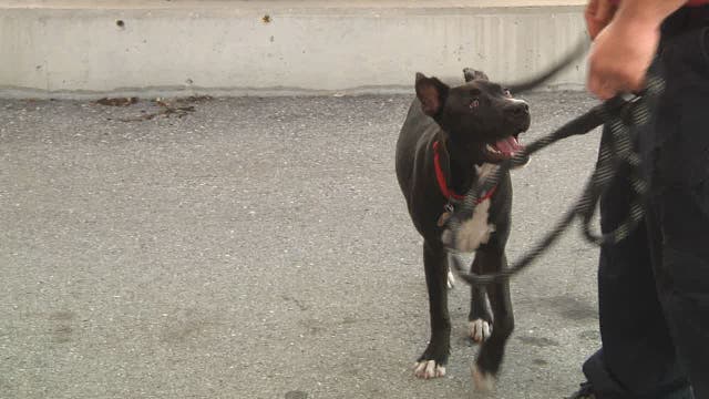 Madeira Beach's fearless fire dog passes on lessons to community