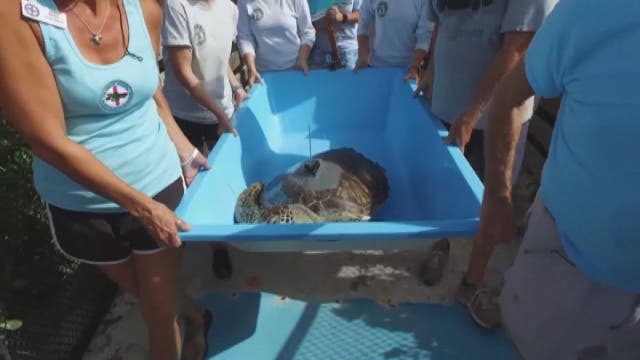 Satellites track turtle migration for Tour de Turtles