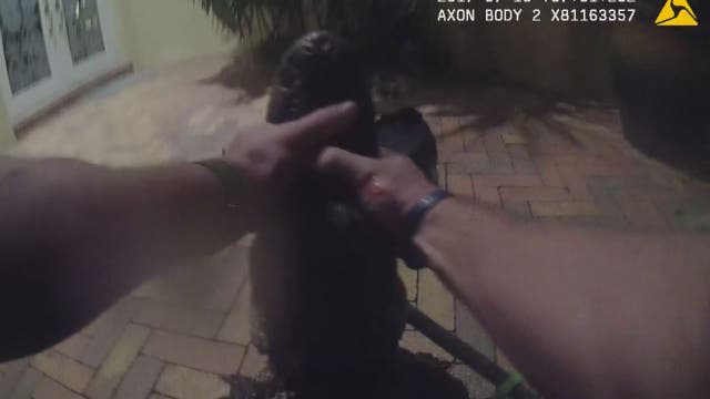 WATCH: Florida police officer wrangles wayward gator