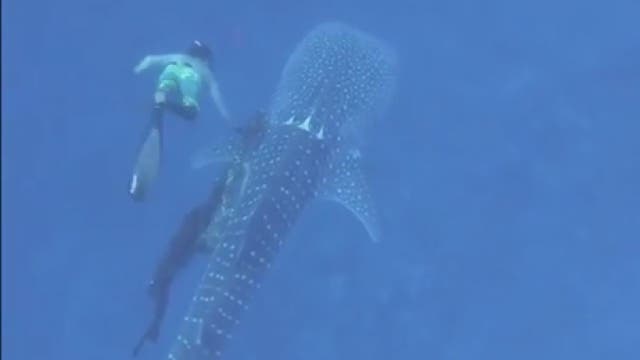 Family diving trip turns into mission to untangle whale shark from fishing line