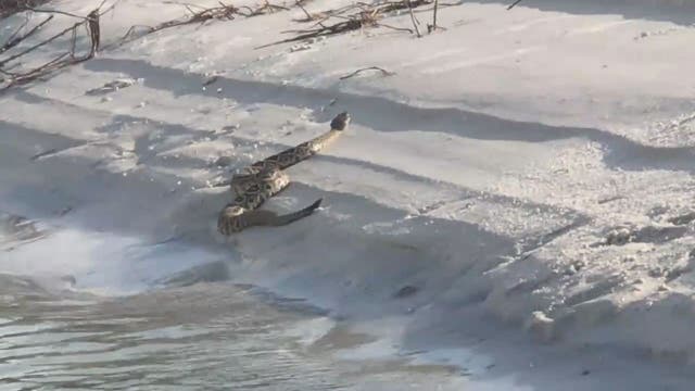 Rattlesnake spotted on Caladesi Island