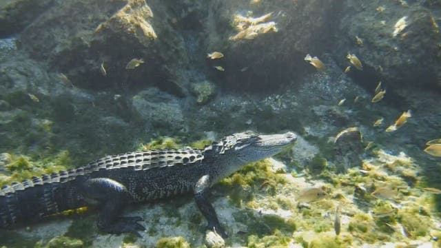 Gator greets snorklers in Three Sisters Springs