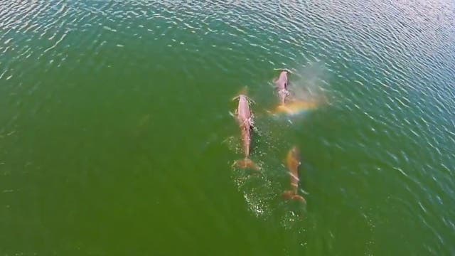 Dolphin blows rainbow near Ft. Desoto