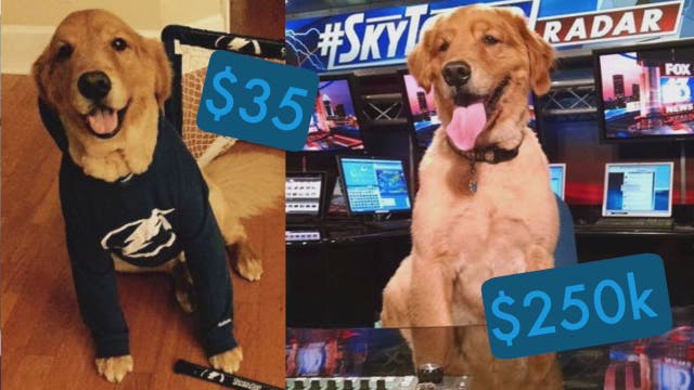 Pet Stats: Staggering, Silly, and Sharable