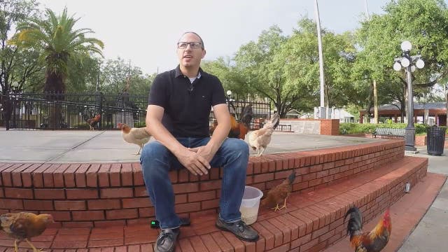 Ybor Chicken Society president upholds 130-year tradition