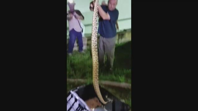 WATCH: Officer calmly snares 5-foot rattlesnake