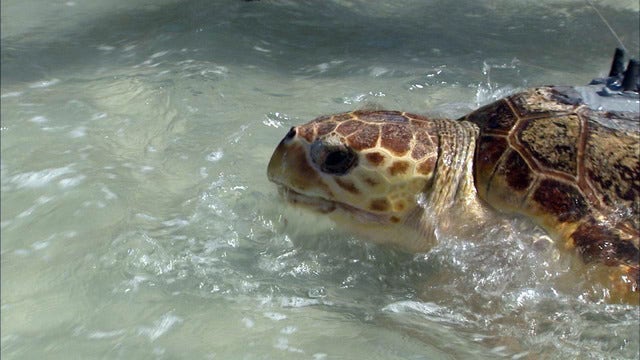 Track Ozzy the sea turtle's journey