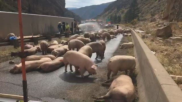 Truck carrying dozens of pigs crashes on Colorado interstate