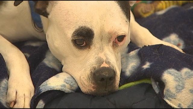 Pet adoption fees waived in Manatee this weekend