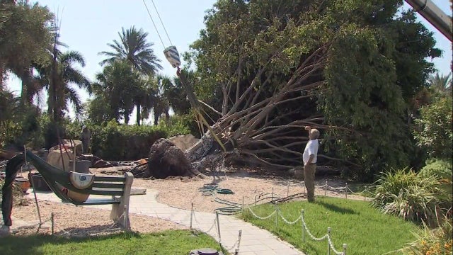 Tree again stands tall at Dali Museum, ready for wishes