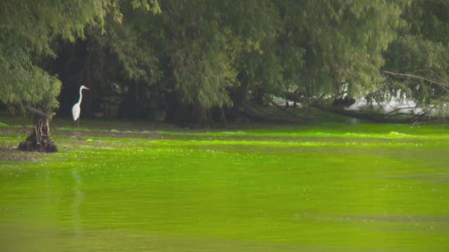 Mystery of green drinking water in Louisiana parish solved