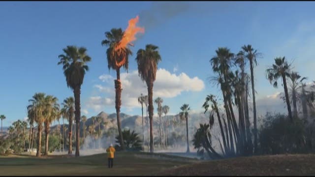 Palm trees catch fire at CA country club