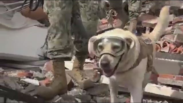 Mexico's Naval rescue dog becomes furry face of hope