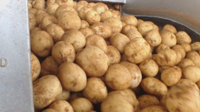 Can you survive on a potato diet?