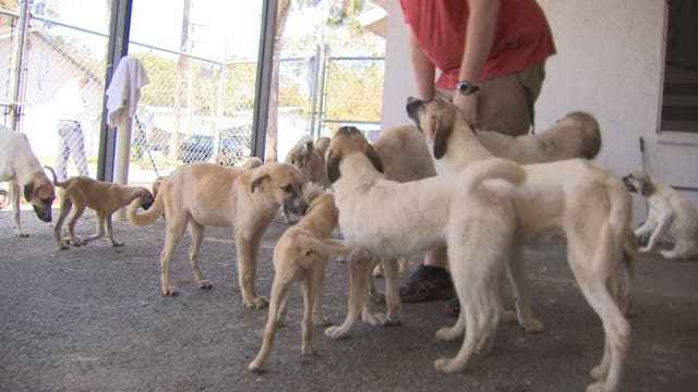 30 Great Pyrenees, Anatolian Shepard pups rescued after Irma