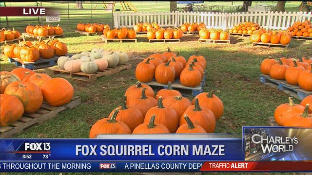 A morning at the Fox Squirrel Corn Maze