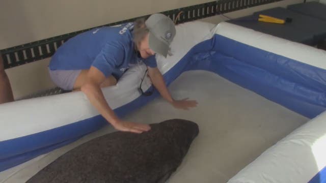 Two baby manatees rescued after mom found dead in Florida Keys
