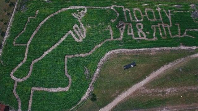 Bradenton corn maze honors Snooty the manatee