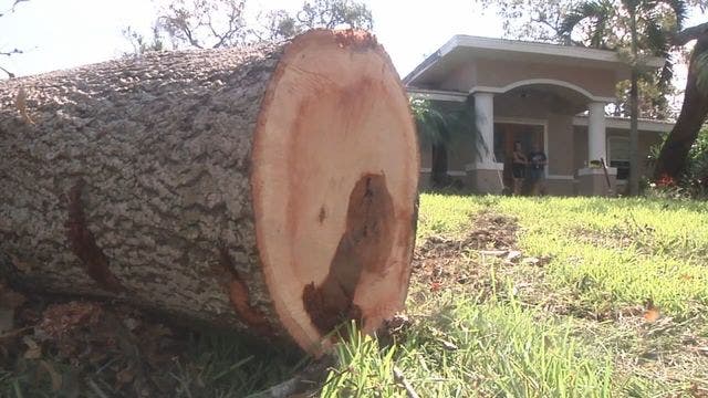 Hernando County establishes Irma cleanup hotline