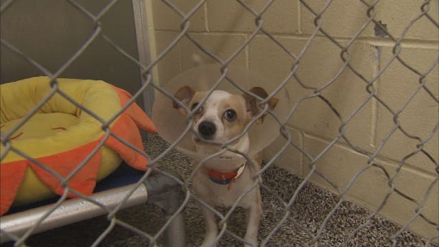 Hometown Heroes: Office competition raises 52,000 lbs of pet food for Humane Society