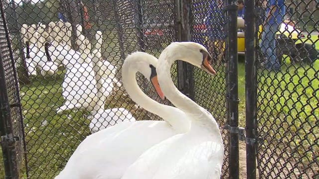 Time for a check-up: Annual Lakeland swan roundup enters 39th year